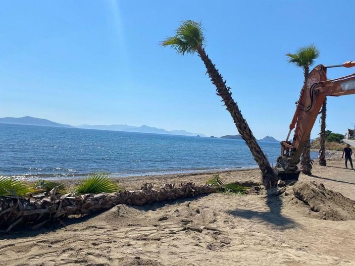 Bodrum'da sahildeki kaçak yapılar yıkıldı, izinsiz dikilen palmiyeler söküldü -3