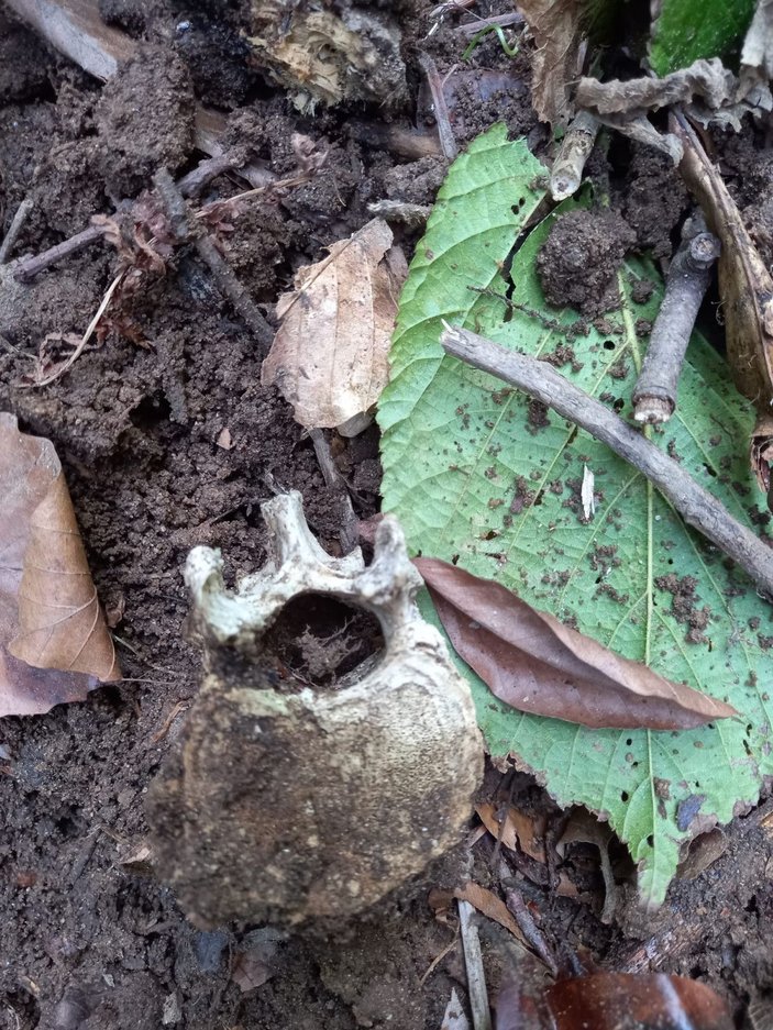 Ormanda insan kafatası ve kemikleri bulundu -4