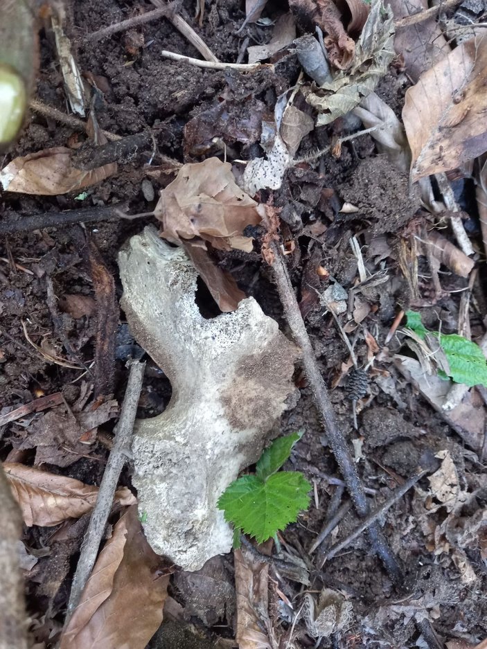 Ormanda insan kafatası ve kemikleri bulundu -6