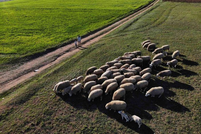 Gümüşhane’de ‘Ile de France’ ırkı koyunlar üreticinin yüzünü güldürüyor -3