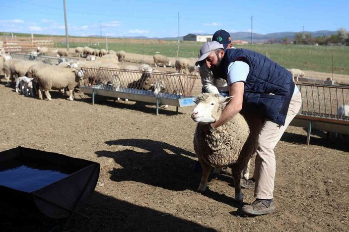 Gümüşhane’de ‘Ile de France’ ırkı koyunlar üreticinin yüzünü güldürüyor -2