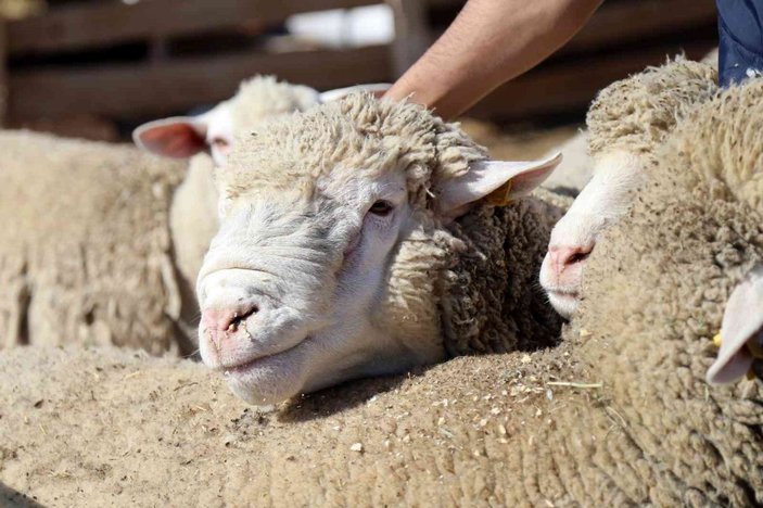 Gümüşhane’de ‘Ile de France’ ırkı koyunlar üreticinin yüzünü güldürüyor -4
