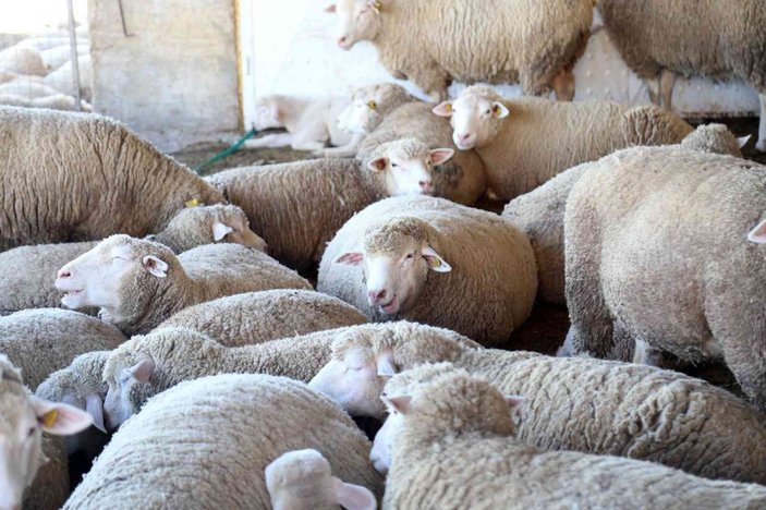 Gümüşhane’de ‘Ile de France’ ırkı koyunlar üreticinin yüzünü güldürüyor -6