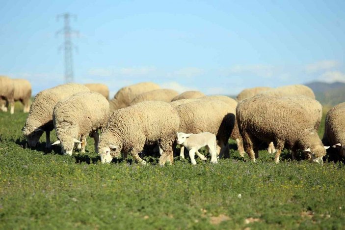 Gümüşhane’de ‘Ile de France’ ırkı koyunlar üreticinin yüzünü güldürüyor -7