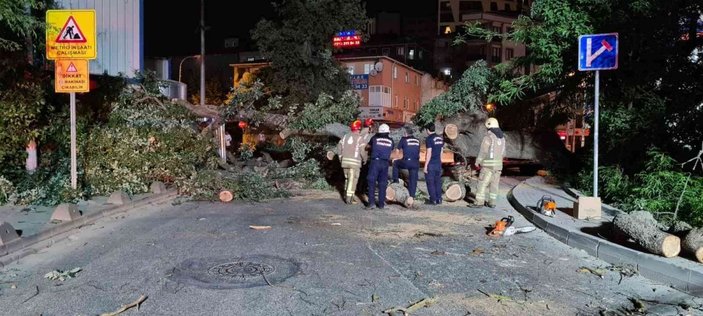 Sancaktepe'de yaşlı ağaç yola devrildi