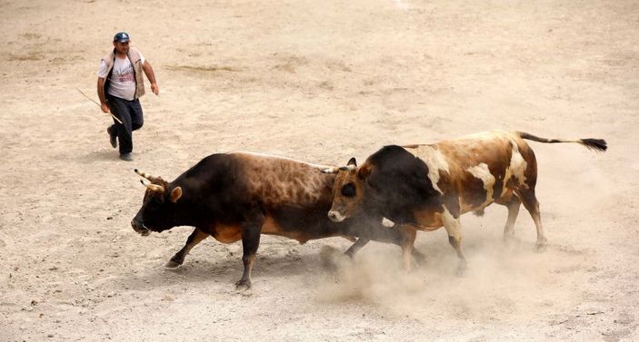 Arenadan kaçan boğalar, seyircilerin arasına daldı; o anlar kamerada -9