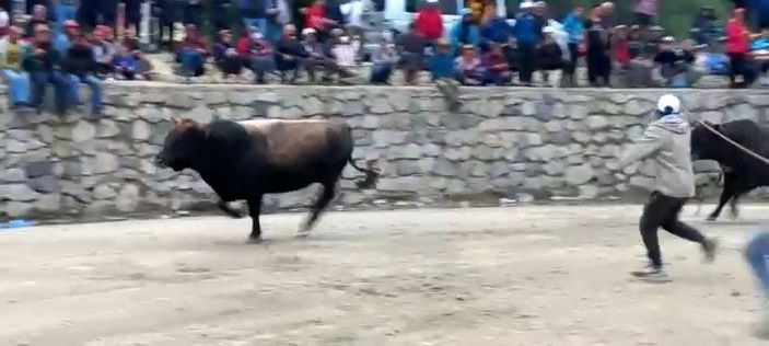 Arenadan kaçan boğalar, seyircilerin arasına daldı; o anlar kamerada -7