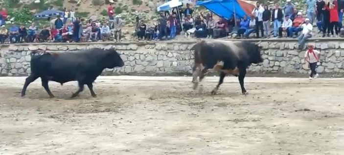 Arenadan kaçan boğalar, seyircilerin arasına daldı; o anlar kamerada -8