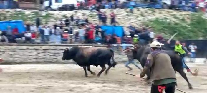 Arenadan kaçan boğalar, seyircilerin arasına daldı; o anlar kamerada -6