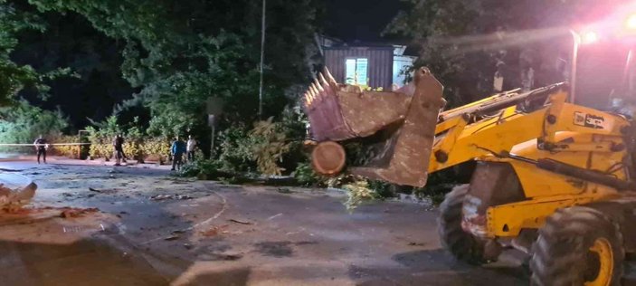 Sancaktepe'de yaşlı ağaç yola devrildi