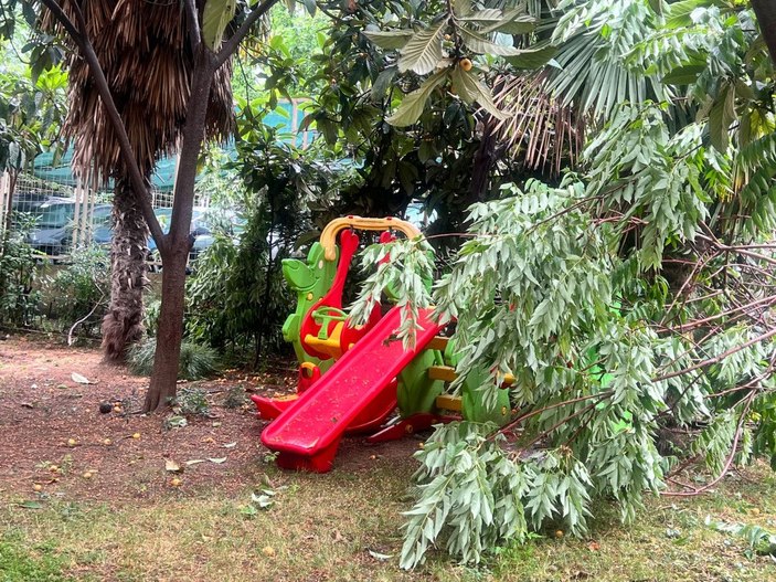 Kadıköy'de otomobilin üzerine ağaç devrildi -2