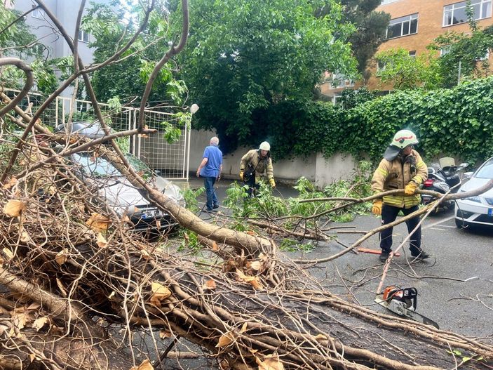 Kadıköy'de otomobilin üzerine ağaç devrildi -3