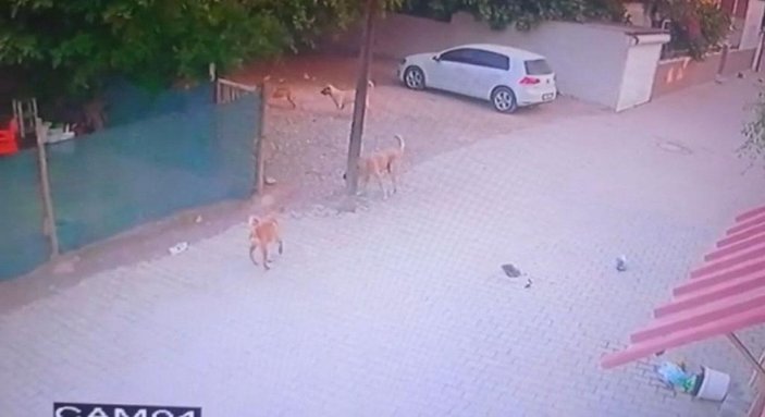 Hatay’da sokak köpekleri onlarca kümes hayvanını öldürdü  -2