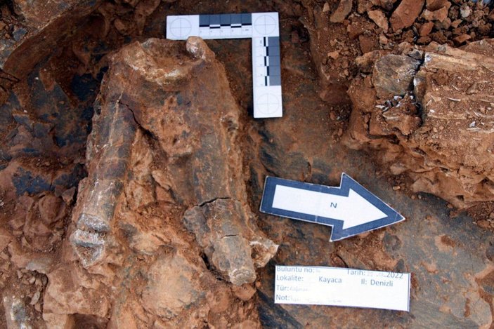 Denizli'de 8 milyon yıllık hayvan fosilleri bulundu -3