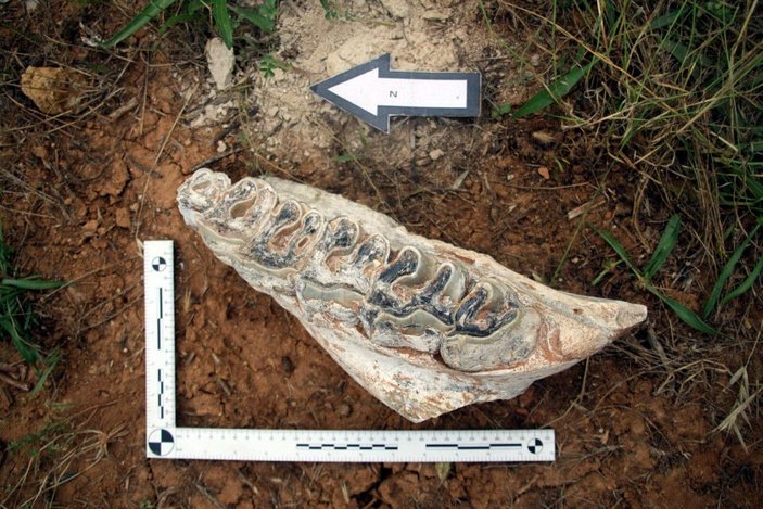 Denizli'de 8 milyon yıllık hayvan fosilleri bulundu -4