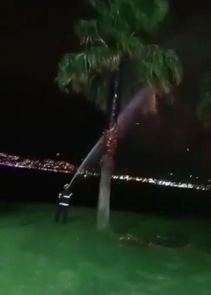 Dilek feneri palmiye ağacını yaktı  -3