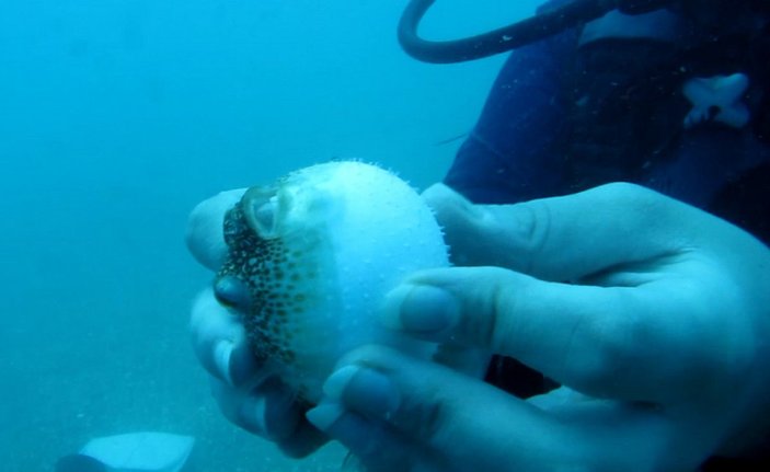 Akdeniz'de balon balıkları, yiyecek için dalgıçları takip ediyor