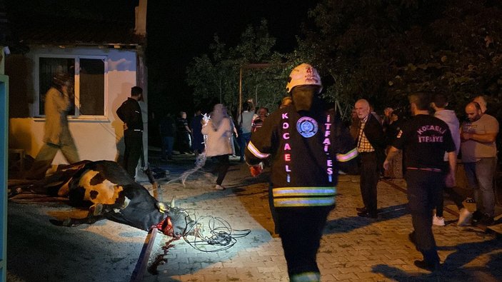 Kocaeli'de kurbanlık hayvanların olduğu ahırda yangın: 7 büyükbaş öldü