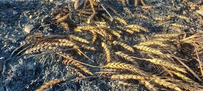 Silivri’de buğday tarlası kül oldu