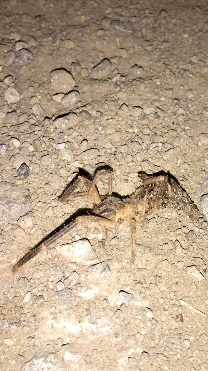 Kayseri'de 'Sarıkız' cinsi örümcek tedirginliği -1