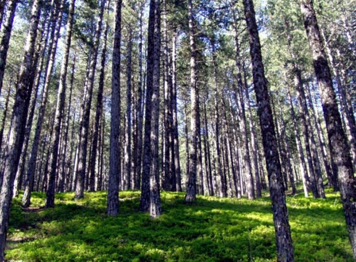 Balıkesir'de mesire alanlarında da ateşli piknik yasaklandı -2