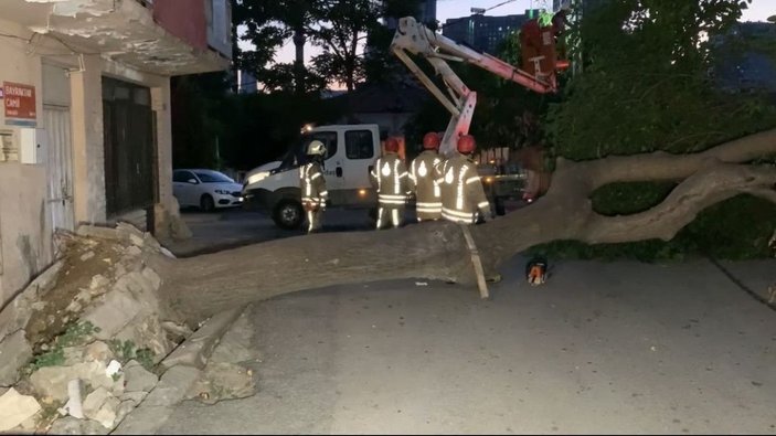 Kadıköy'de devrilen ağaç, yolu kapadı