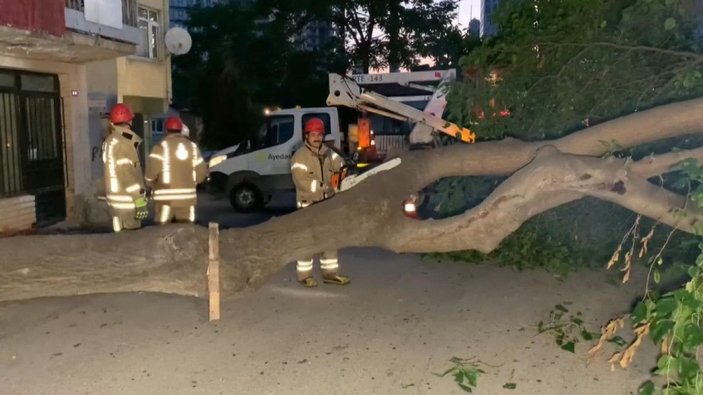Kadıköy'de devrilen ağaç, yolu kapadı