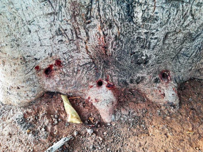 Özgecan Aslan meydanındaki kauçuk ağacı matkapla delinip içine asit enjekte edildi -7
