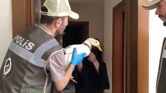 Başakşehir'de gölete bırakılmak istenen ördekler Ankara'da korumaya alındı -2