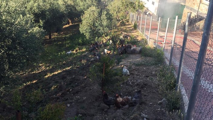 Bursa'da, hayvan çiftliğindeki yangında çok sayıda kanatlı ve küçükbaş hayvan öldü -6