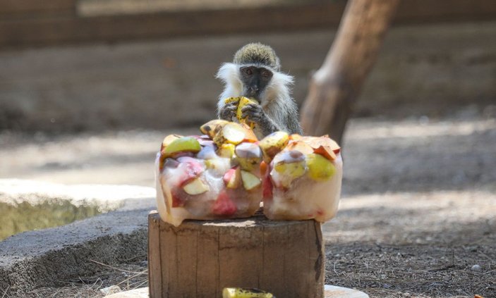 Sıcak hava Antalya'yı kavurdu; hayvanlar buzlu meyve ve fıskiyeyle serinletildi -2