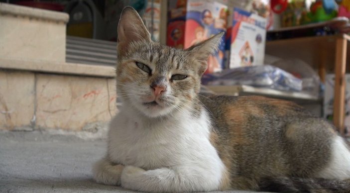 Sultangazi'de esnaf, yavru kediyi kalp masajıyla kurtardı