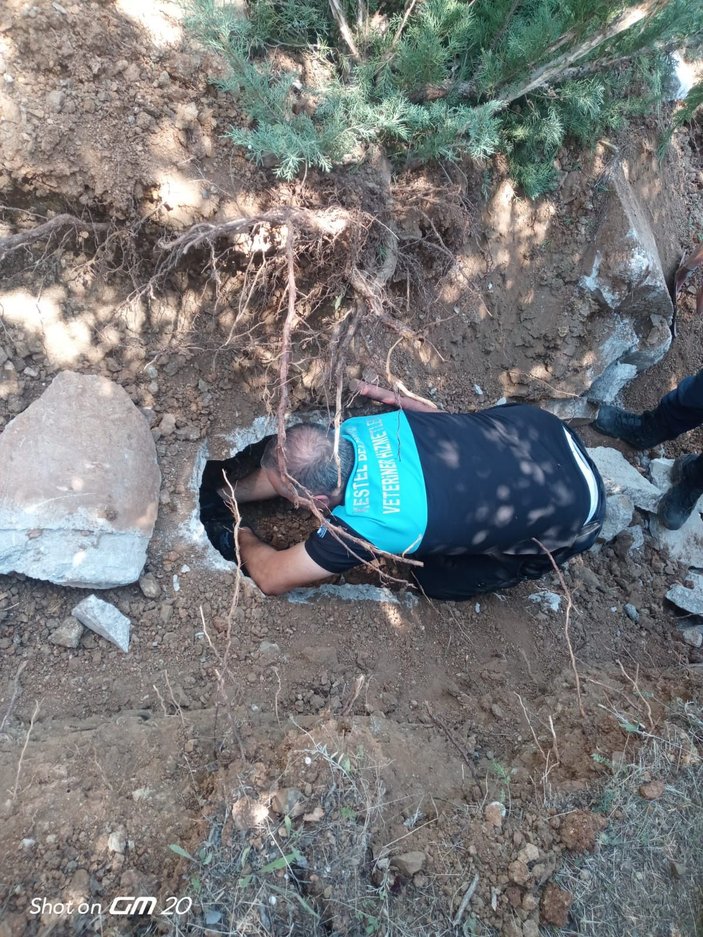 Zifte yapışan köpek ile 3 yavrusu kurtarıldı, 3'ü ise öldü -9