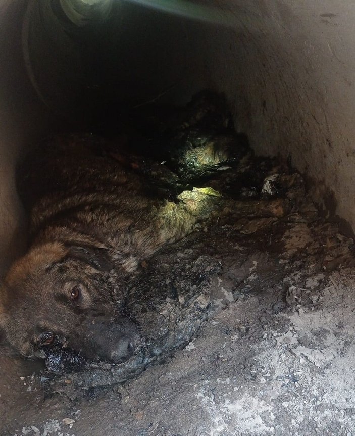 Zifte yapışan köpek ile 3 yavrusu kurtarıldı, 3'ü ise öldü -2