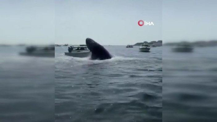Kambur balina tekneye çarptı -1