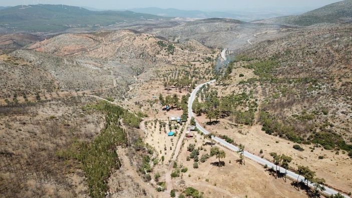 Muğla'da yanan alanlar küllerinden doğuyor -2