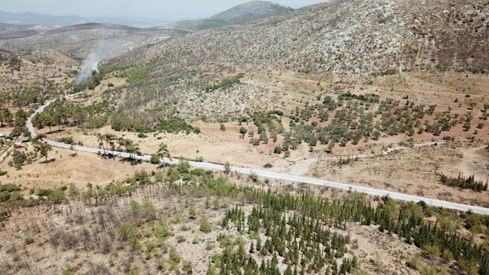 Muğla'da yanan alanlar küllerinden doğuyor -3