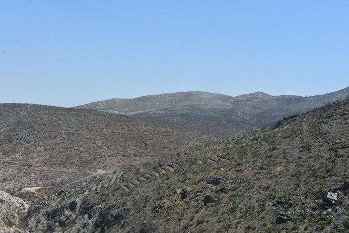 Muğla'da yanan alanlar küllerinden doğuyor -9