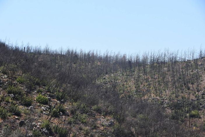 Muğla'da yanan alanlar küllerinden doğuyor -4