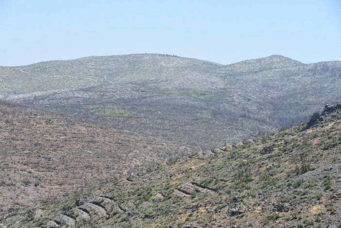 Muğla'da yanan alanlar küllerinden doğuyor -8