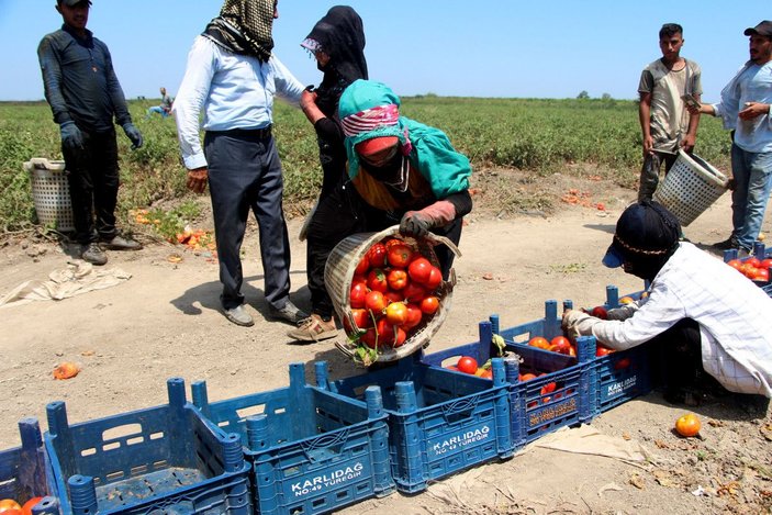 Adana’daki son mahsul domates, kilosu 3,5 liradan alıcı buldu -4
