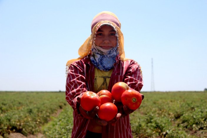 Adana’daki son mahsul domates, kilosu 3,5 liradan alıcı buldu -1
