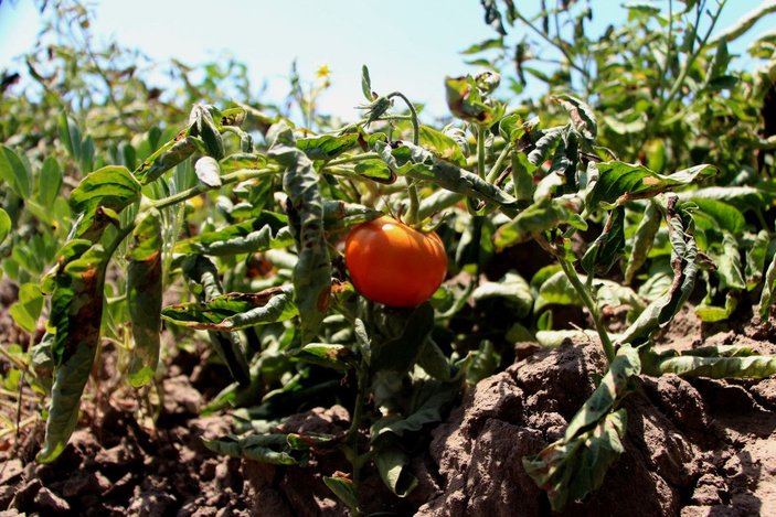 Adana’daki son mahsul domates, kilosu 3,5 liradan alıcı buldu -7