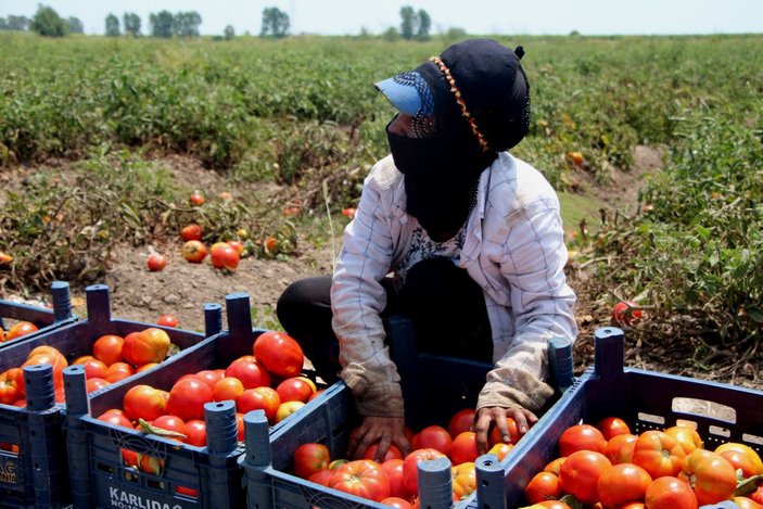 Adana’daki son mahsul domates, kilosu 3,5 liradan alıcı buldu -5