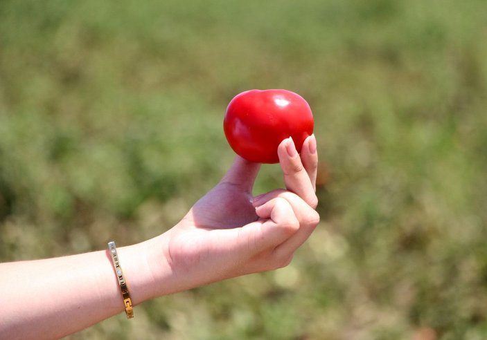Adana’daki son mahsul domates, kilosu 3,5 liradan alıcı buldu -8