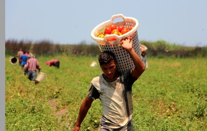 Adana’daki son mahsul domates, kilosu 3,5 liradan alıcı buldu -2