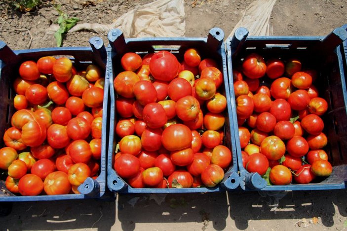 Adana’daki son mahsul domates, kilosu 3,5 liradan alıcı buldu -3