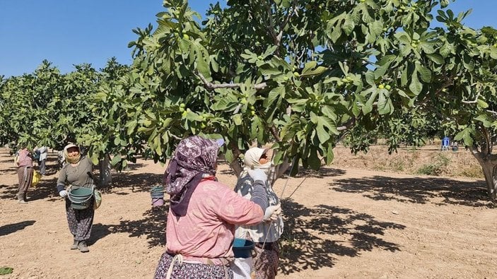 Aydın’da taze incirde hasat sezonu başladı -8