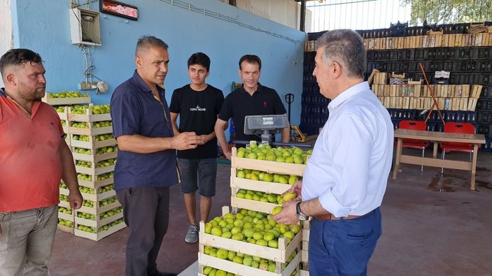 Aydın’da taze incirde hasat sezonu başladı -6