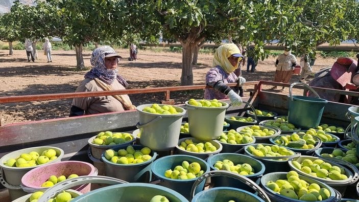 Aydın’da taze incirde hasat sezonu başladı -9